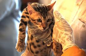 APA PENYEBAB KUCING RABIES